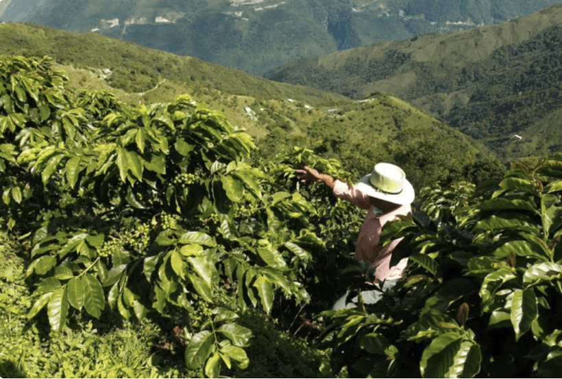Haitian coffee farmer on the mountain