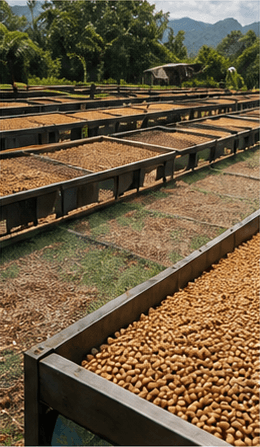 Bèl Mòn farm in Haiti