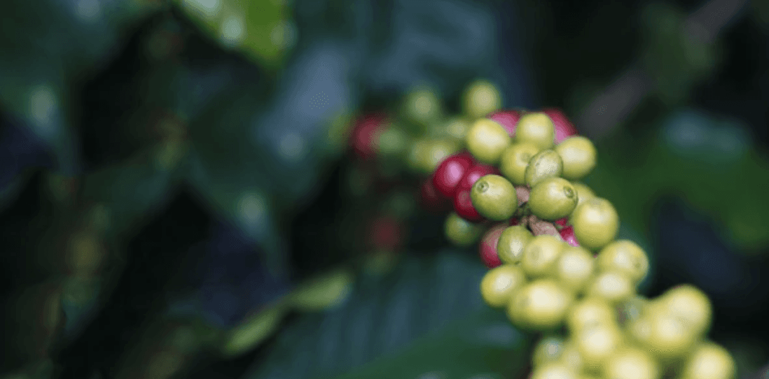 Haitian coffee cherries on tree